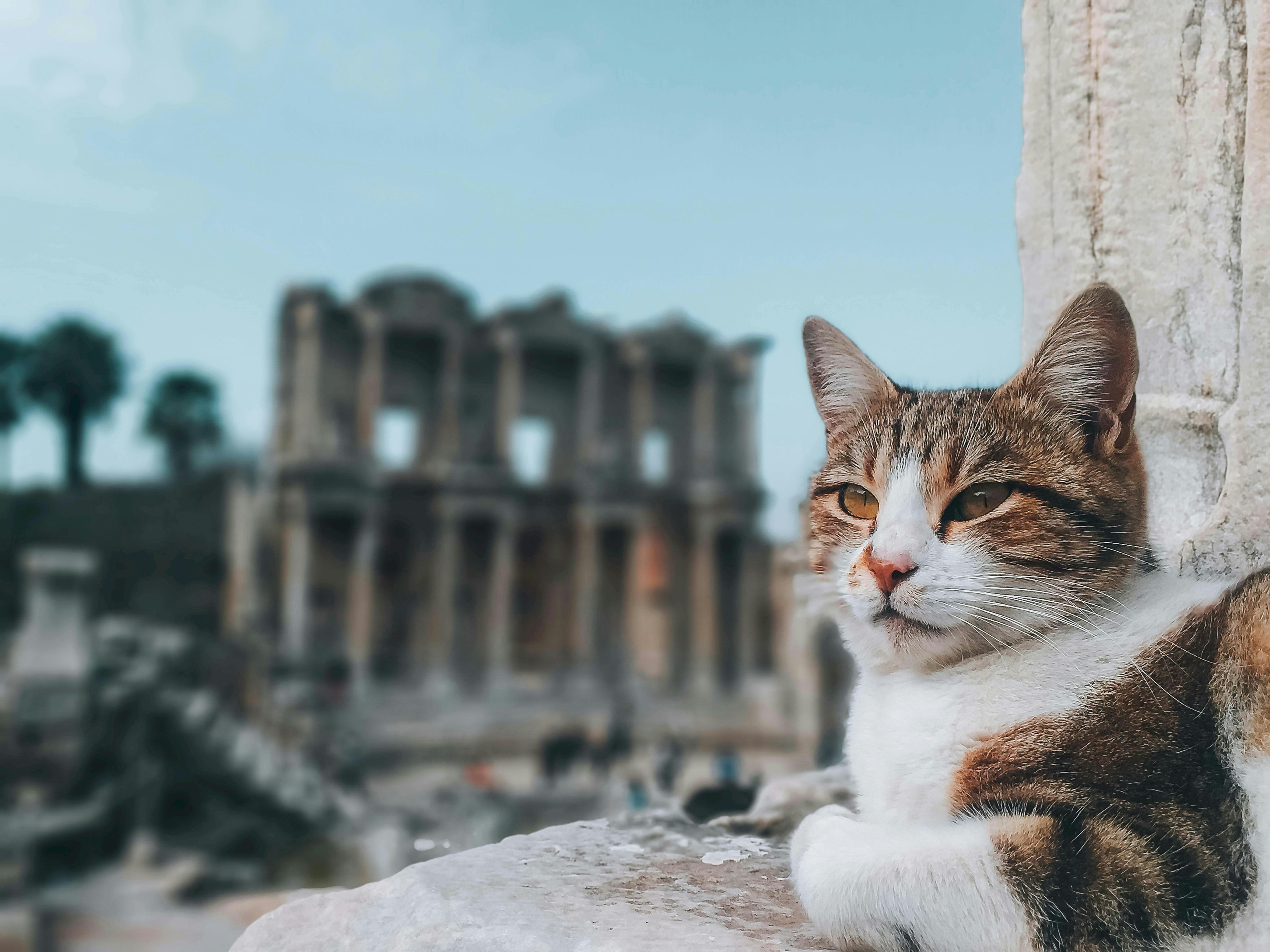 Ancient Palaces, a Cat Café, and KPop Demon Hunters—the Perfect Family Travel Itinerary for South Korea — Photo by Fatih Doğr