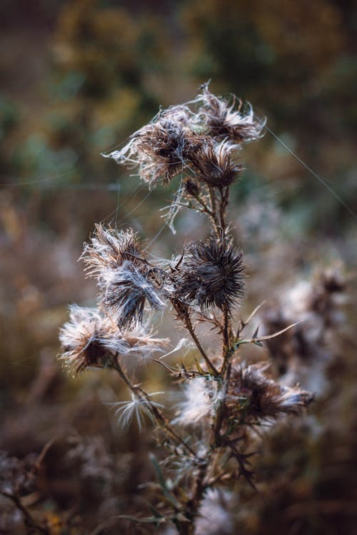 Free stock photo of flowers, nature, thistle