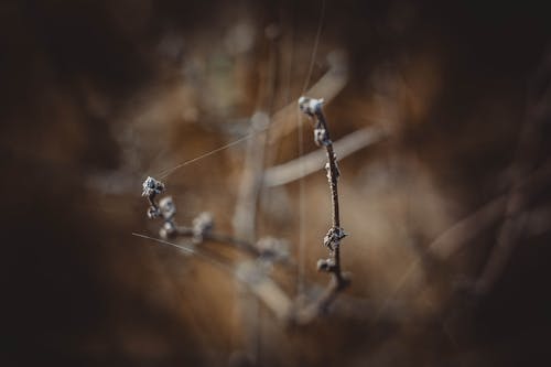 Free stock photo of branch, nature