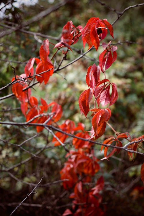 Free stock photo of nature, red