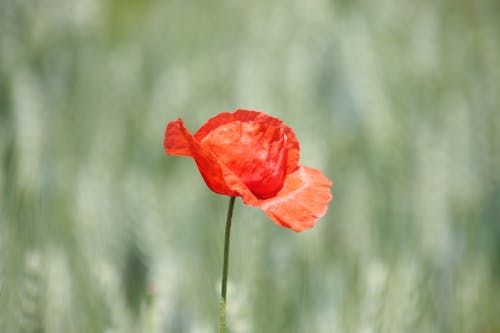 A single red poppy in a field of wheat
