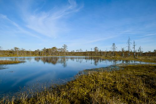 Free Tranquil scene of a wetland with clear sky and reflections in water. Stock Photo