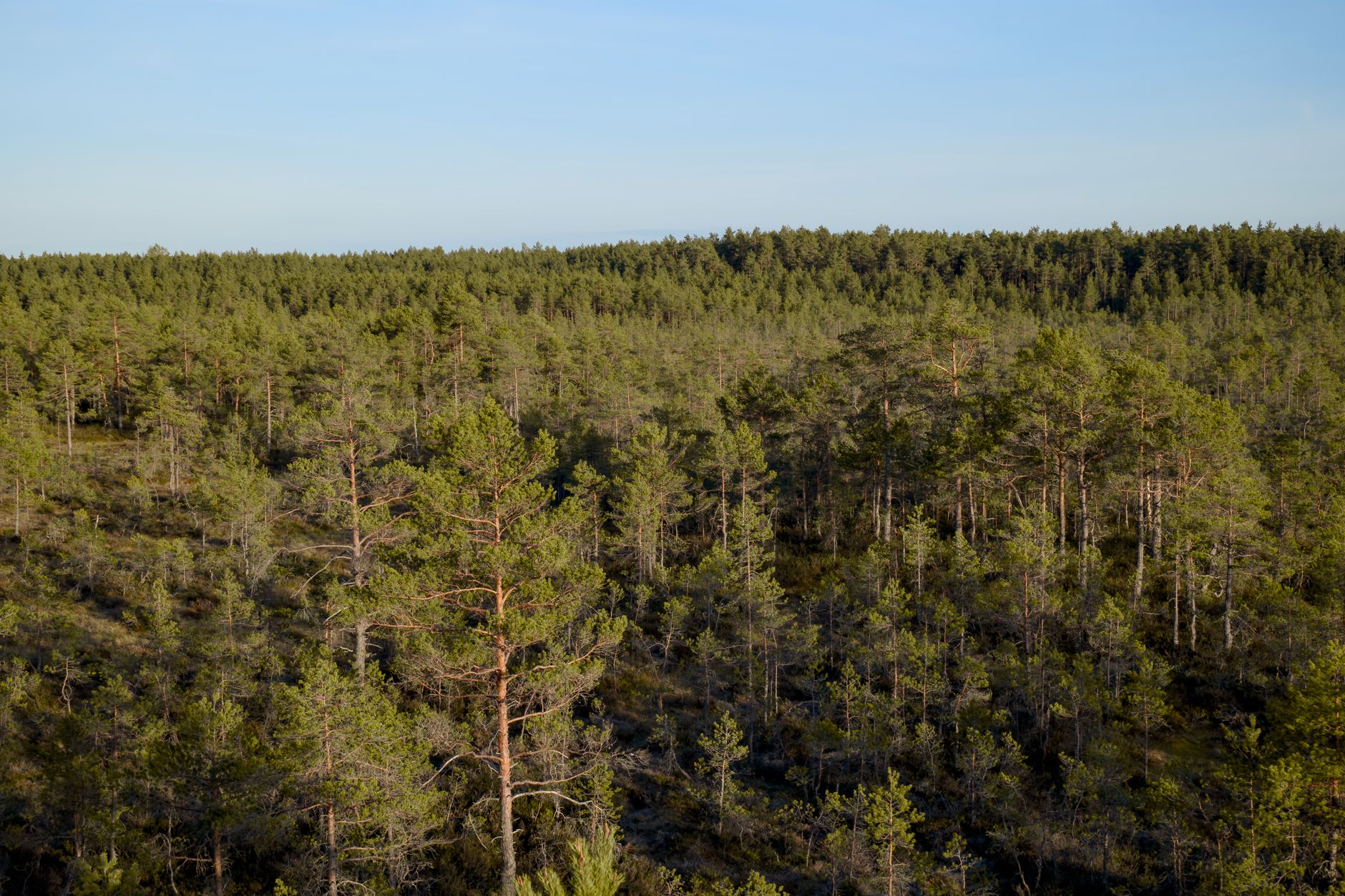 Taiga And Boreal Forest illustration 1