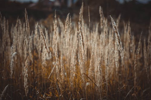 Free stock photo of ears, landscape, nature