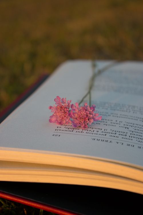 Free Close-up of an open book with pink wildflowers on a page outdoors. Stock Photo