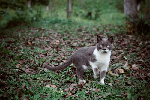 免费 树林里的黑白猫 素材图片