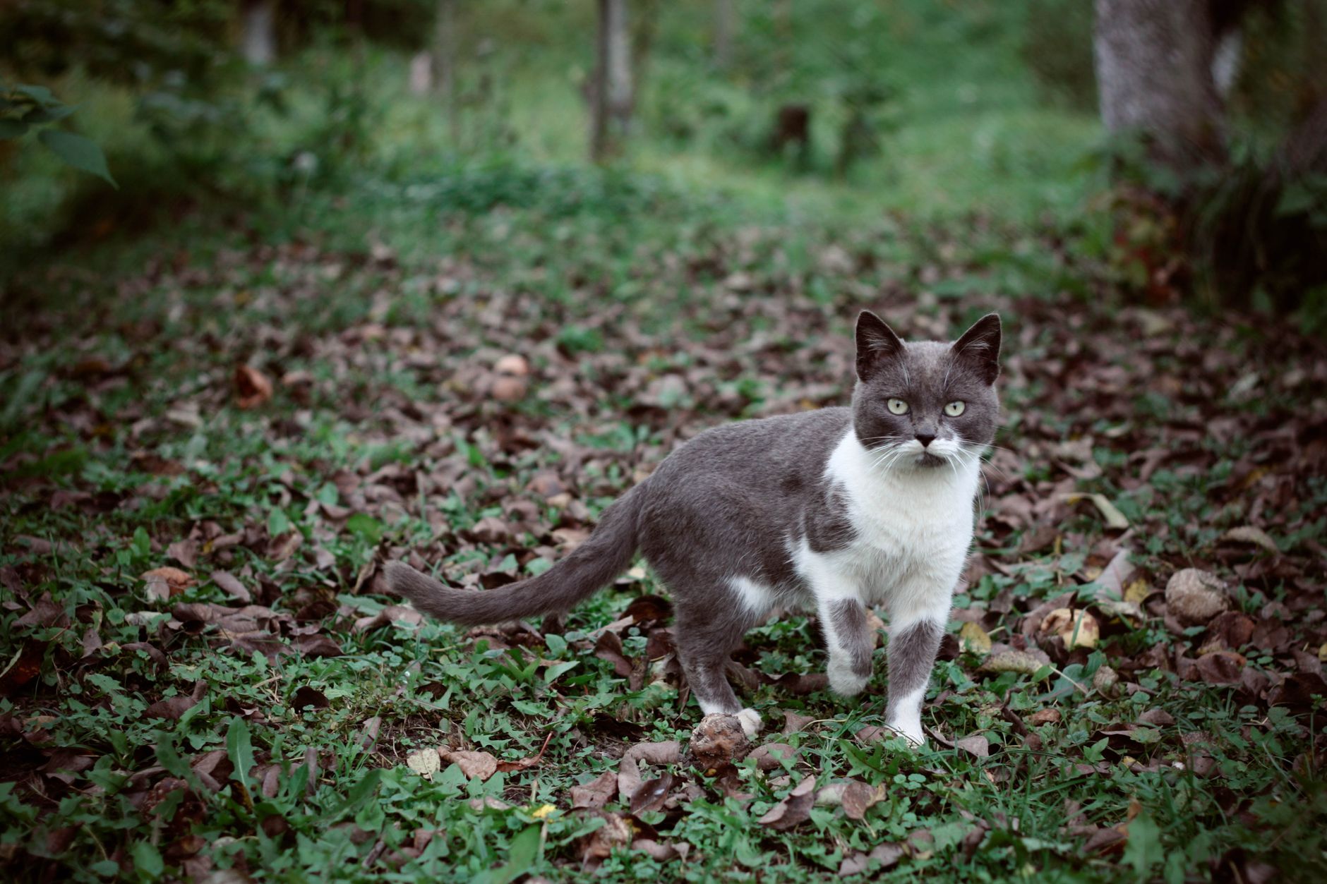Portrait of a cat at a veterinary clinic