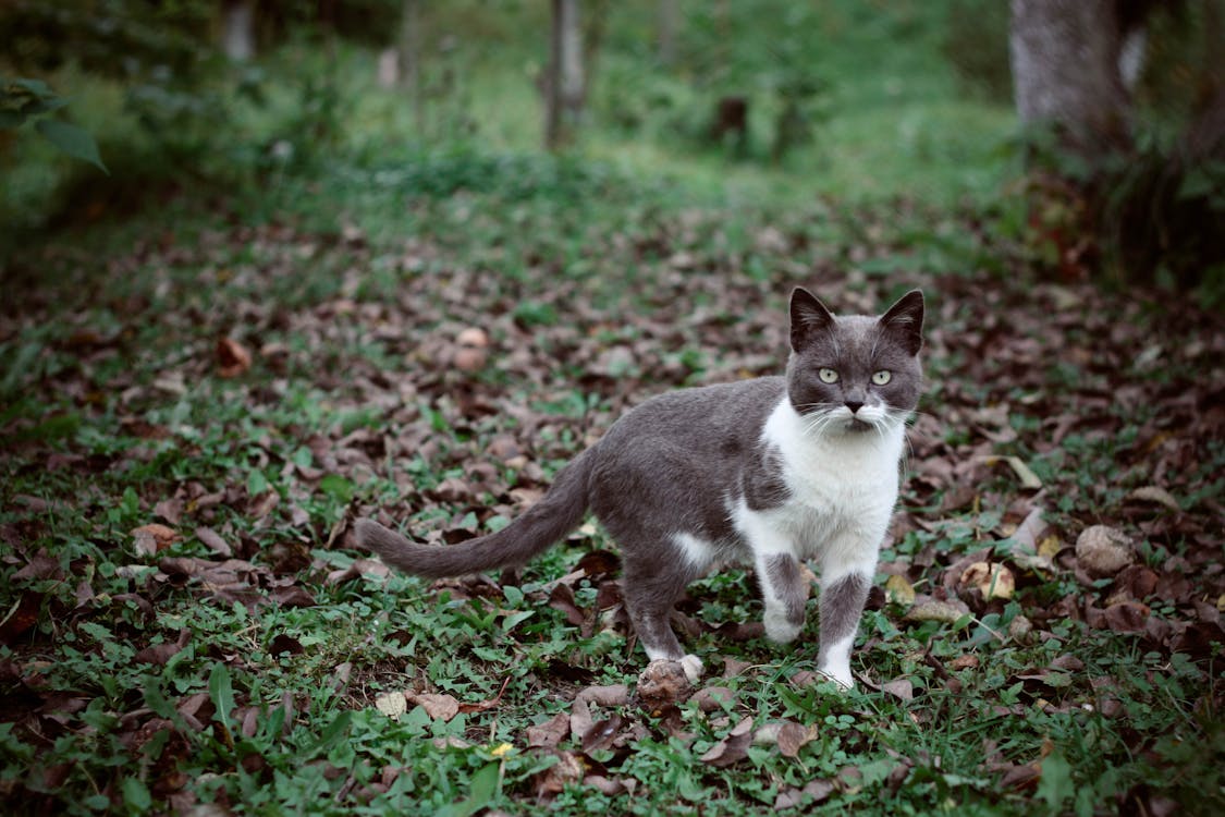 бесплатная черно белый кот в лесу Стоковое фото