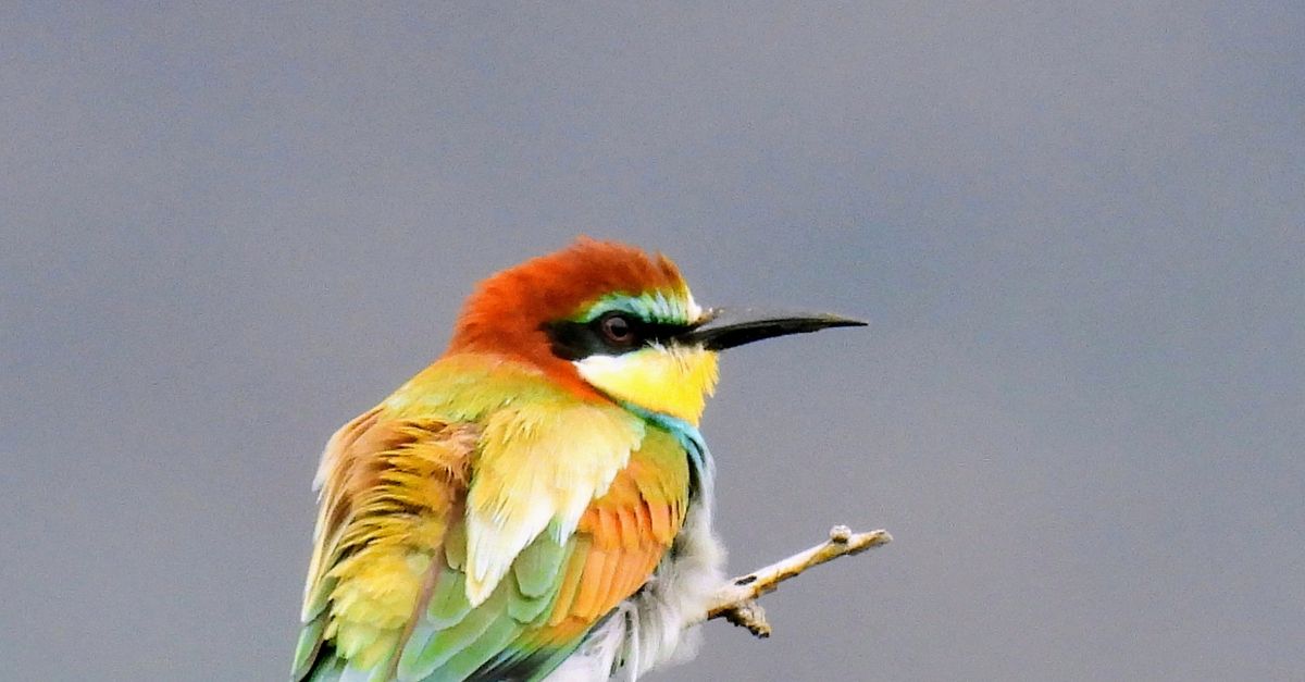 Nuevas pistas científicas sobre el canto melodioso de las aves Nuevas pistas científicas sobre el canto melodioso de las aves