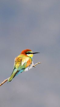 bird photo