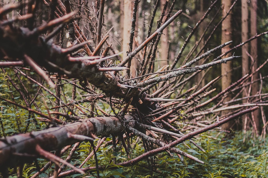 Základová fotografie zdarma na téma barva, denní světlo, divoký