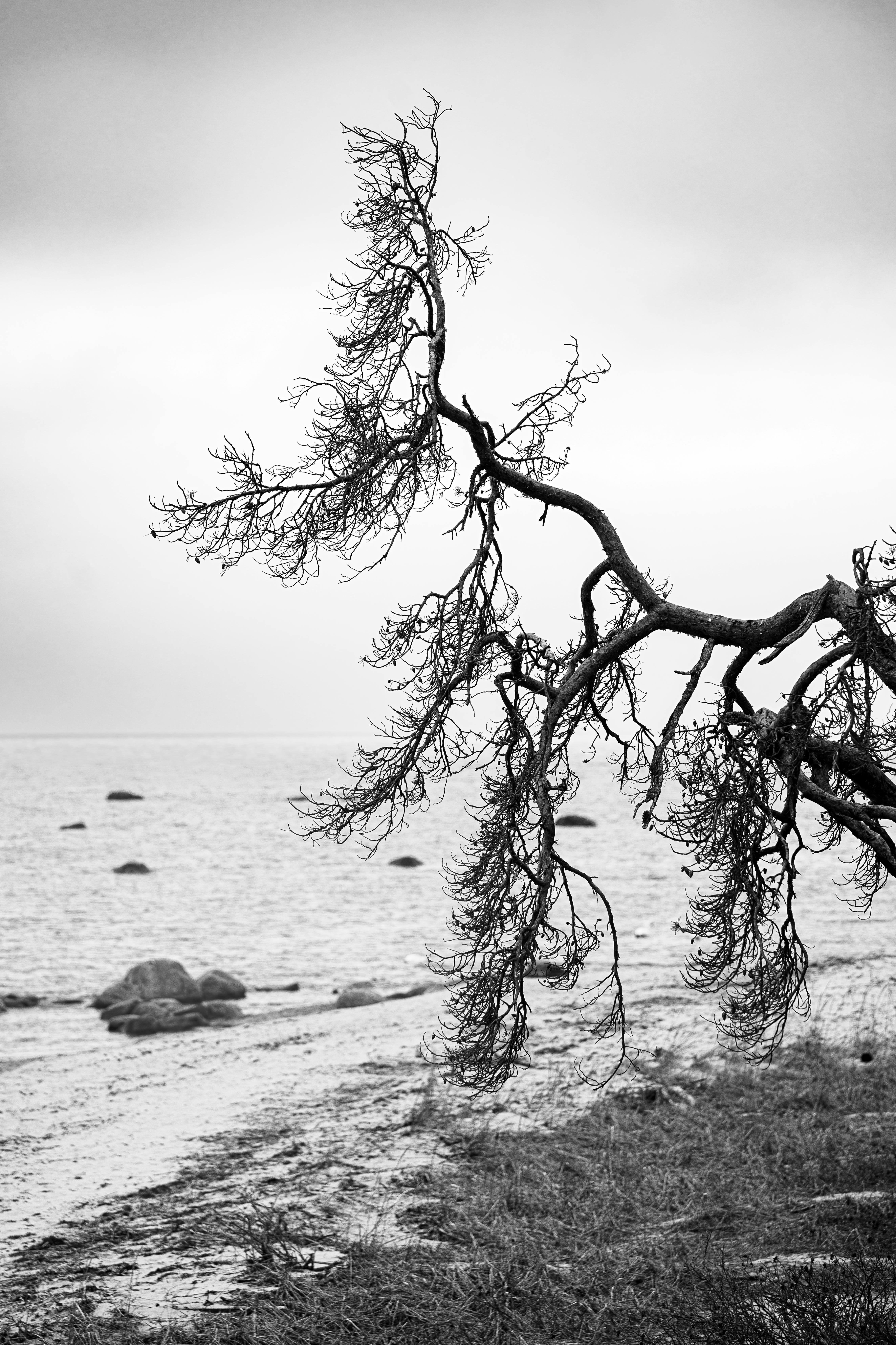 A peaceful black and white seascape at Laulasmaa with a focus on a tree branch.