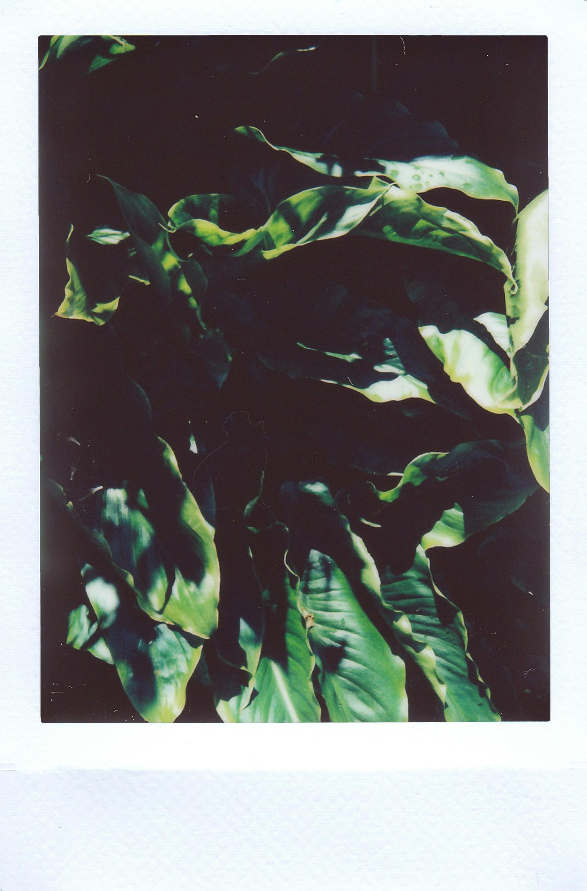 Polaroid photo capturing lush green leaves with a retro feel and natural sunlight.