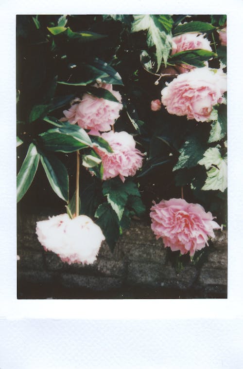 Розовые цветы с лепестками