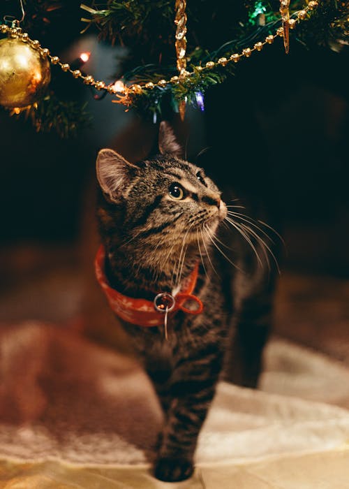 Free stock photo of cat, christmas, kitten