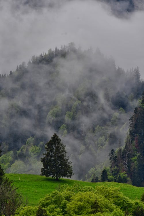 A lone tree stands on a green hillside with fog