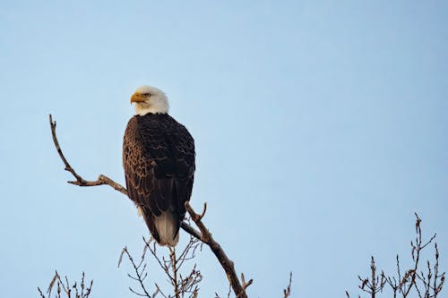 Бесплатное стоковое фото с Белоголовый орлан, голубое небо, дикая природа