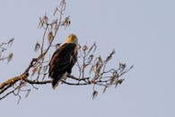 A bald eagle perched on a tree branch