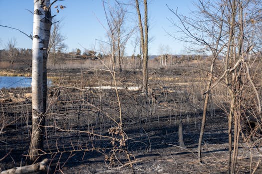 A burned landscape of bare trees and charred earth after a wildfire in West Newton, MN.