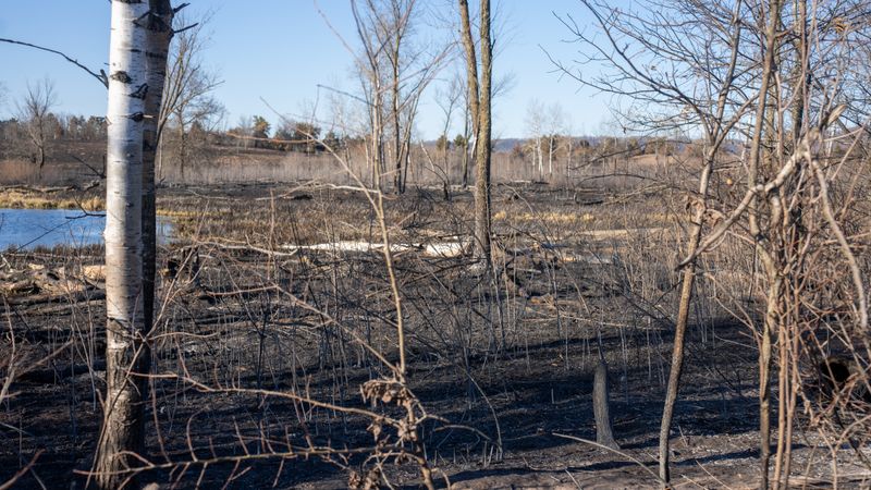 A burned landscape of bare trees and charred earth after a wildfire in West Newton, MN.