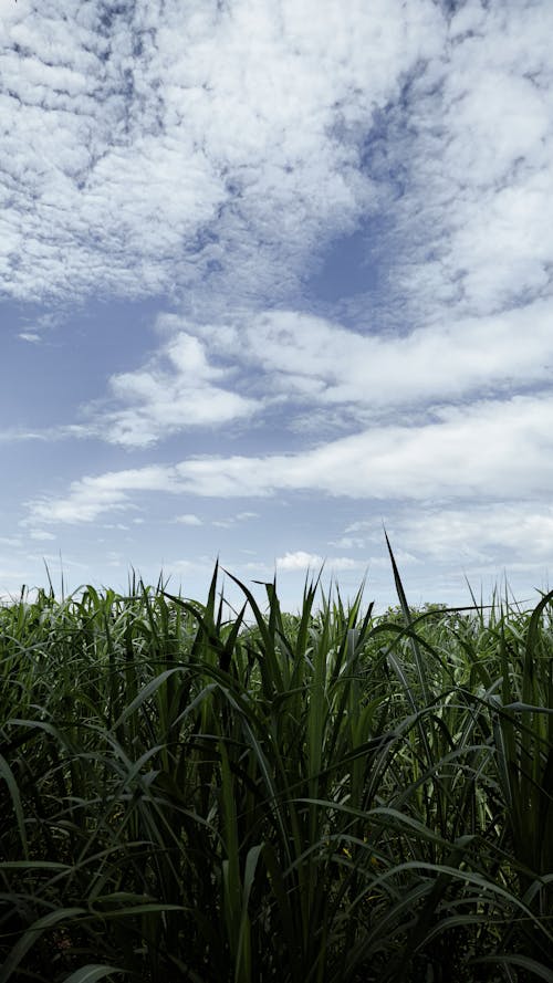 A field of sugarcane with blue sky and clouds