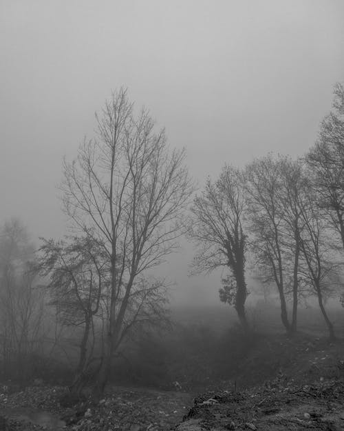 Kostenloses Stock Foto zu baum, bäume, fotoshooting im freien