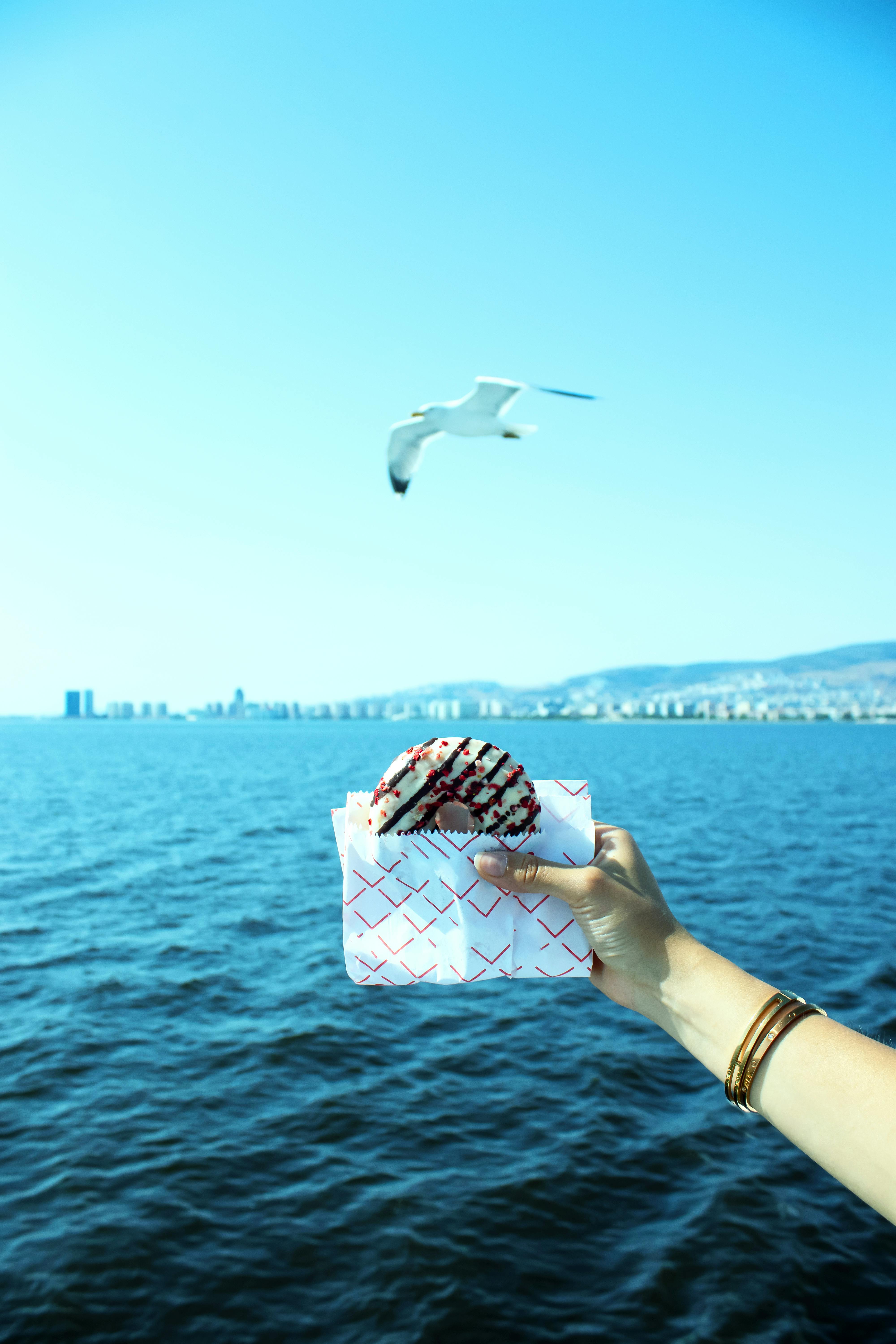 Outdoor scene of a seagull flying above the sea with a hand holding a chocolate covered doughnut.
