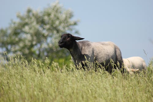 Gratis stockfoto met akkerland, beest, boerderij