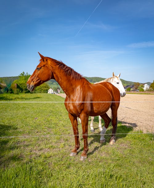 Two horses standing in a field behind a fence