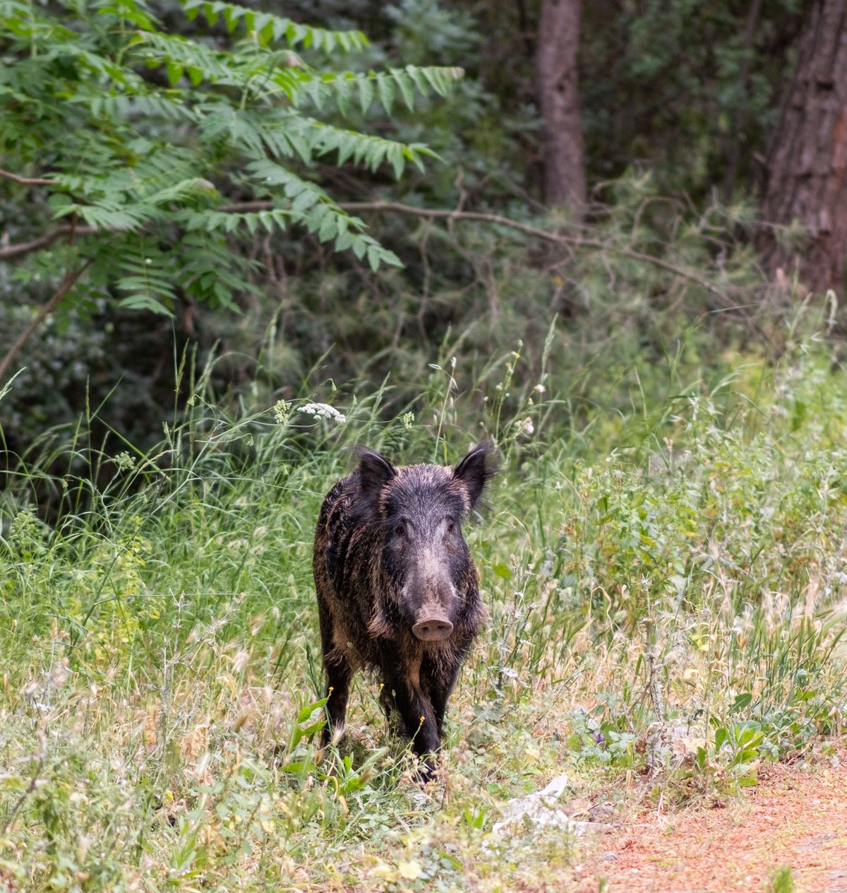 Wild boar in forest