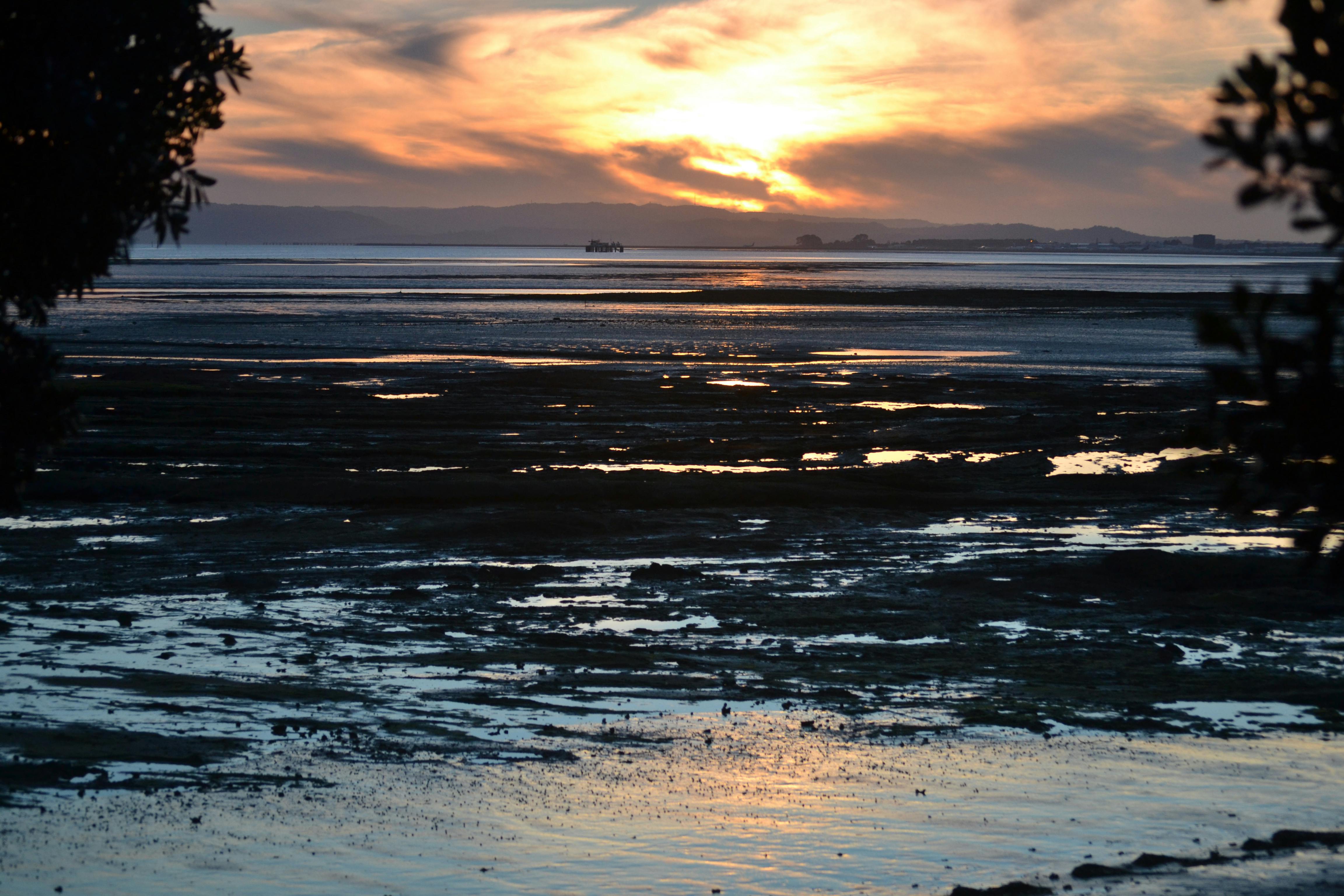 Free stock photo of beach, golden hour, Manukau Harbour