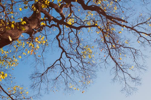 Gratis stockfoto met blauwe lucht, herfst, herfstkleuren