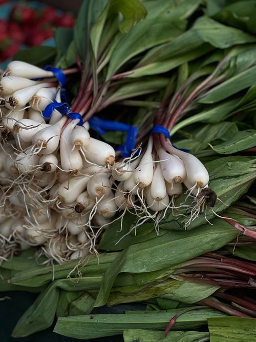 Free Close-up of fresh ramps bundles with roots and leaves, tied with blue bands at a market. Stock Photo