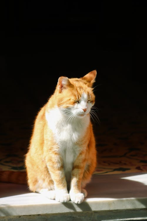 A cat sitting on a ledge