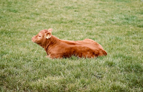 A brown cow laying in a field of grass
