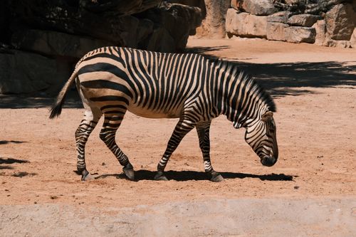 Free Majestic zebra grazing on sandy terrain, showcasing iconic stripes. Stock Photo