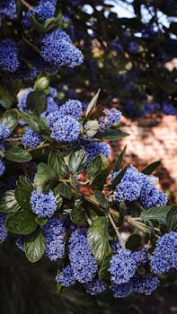 Ceanothus Americanus image