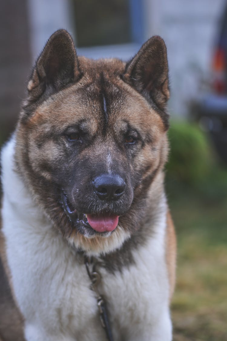 Adult White And Tan Akita