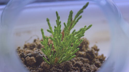бесплатная Зеленолистное растение Стоковое фото