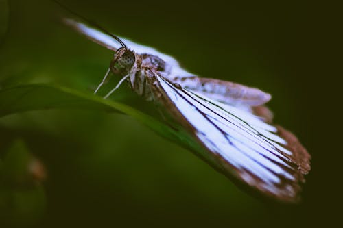 꽃에 앉은 나비, 라이브 쇼, 아름다움의 무료 스톡 사진