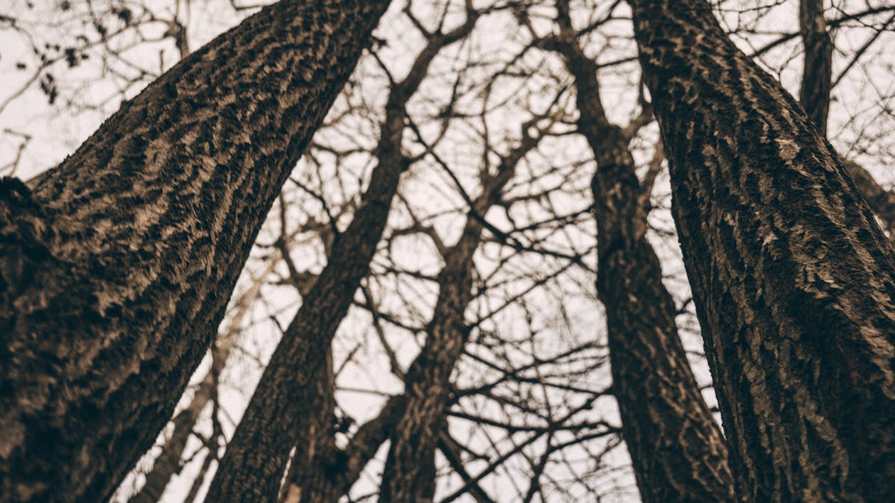 Free Worm View of Bare Trees Stock Photo
