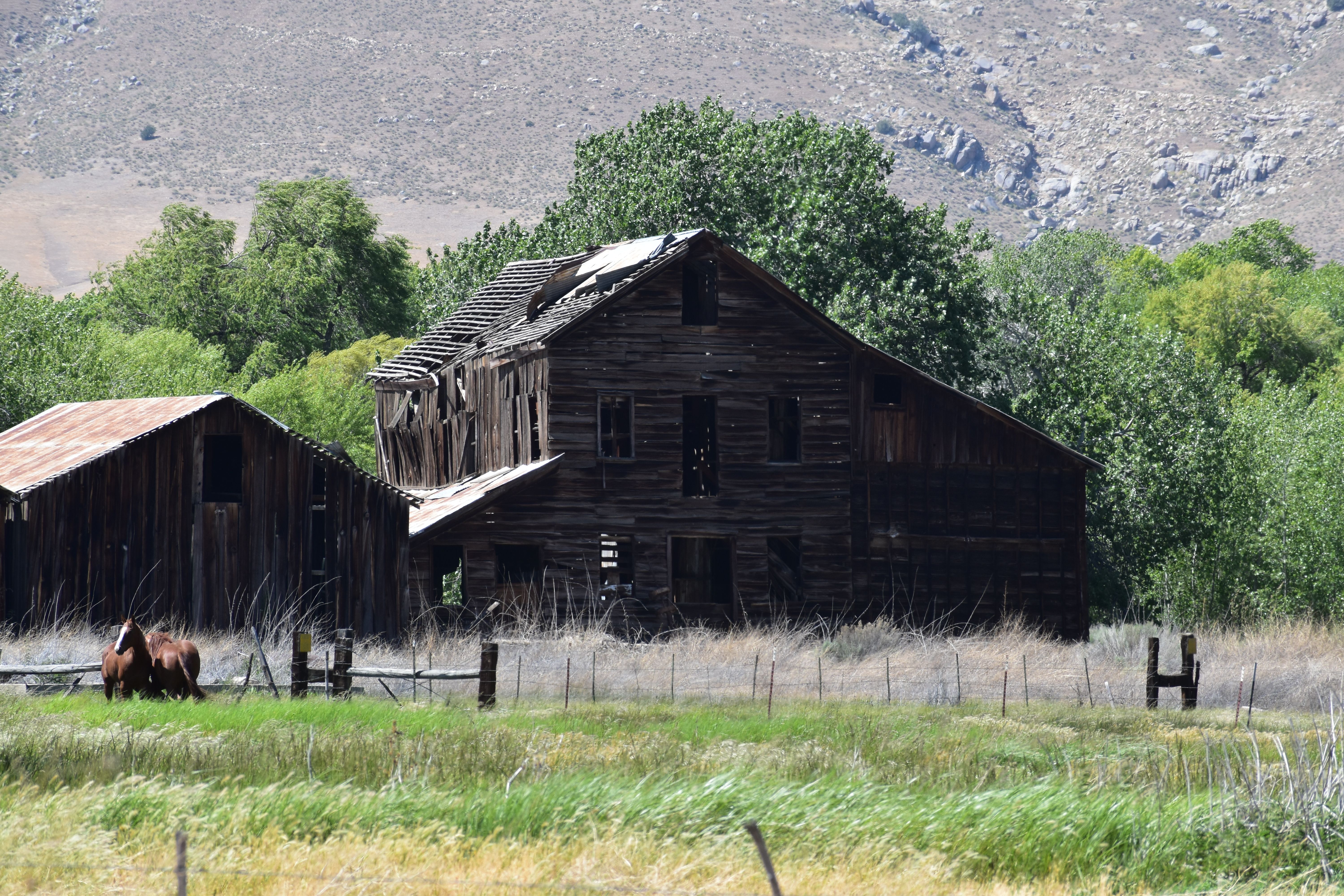 View of Horses on a Pasture near an Abandoned, Wooden Building · Free ...