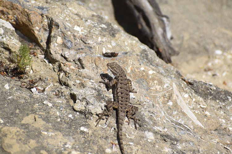 Lizard On Rock