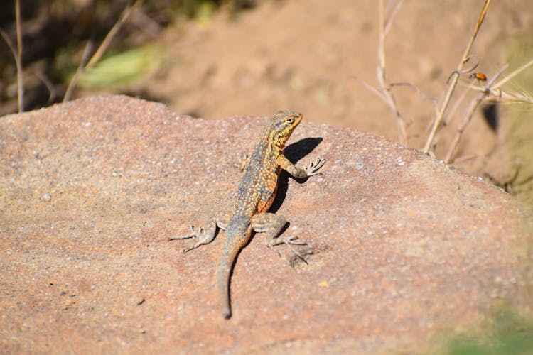 Lizard On A Rock 