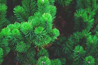 仔细观赏这片郁郁葱葱的绿色松针，是自然或圣诞主题的完美选择