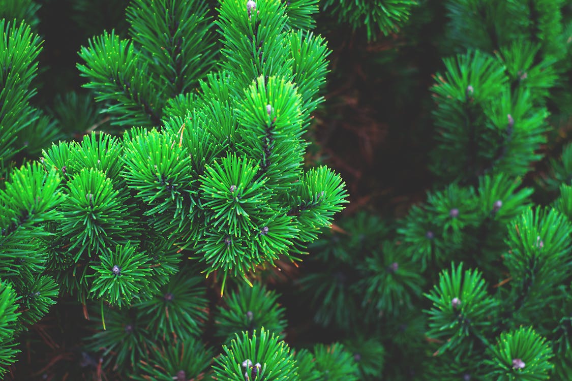 Free Green Fir Tree in Tilt Shift Lens Photography Stock Photo