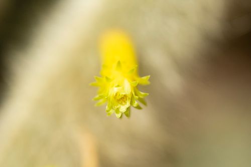 Free stock photo of cactus, cactus flower, color Stock Photo