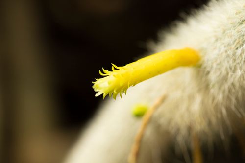 Free stock photo of cactus, cactus flower, color Stock Photo