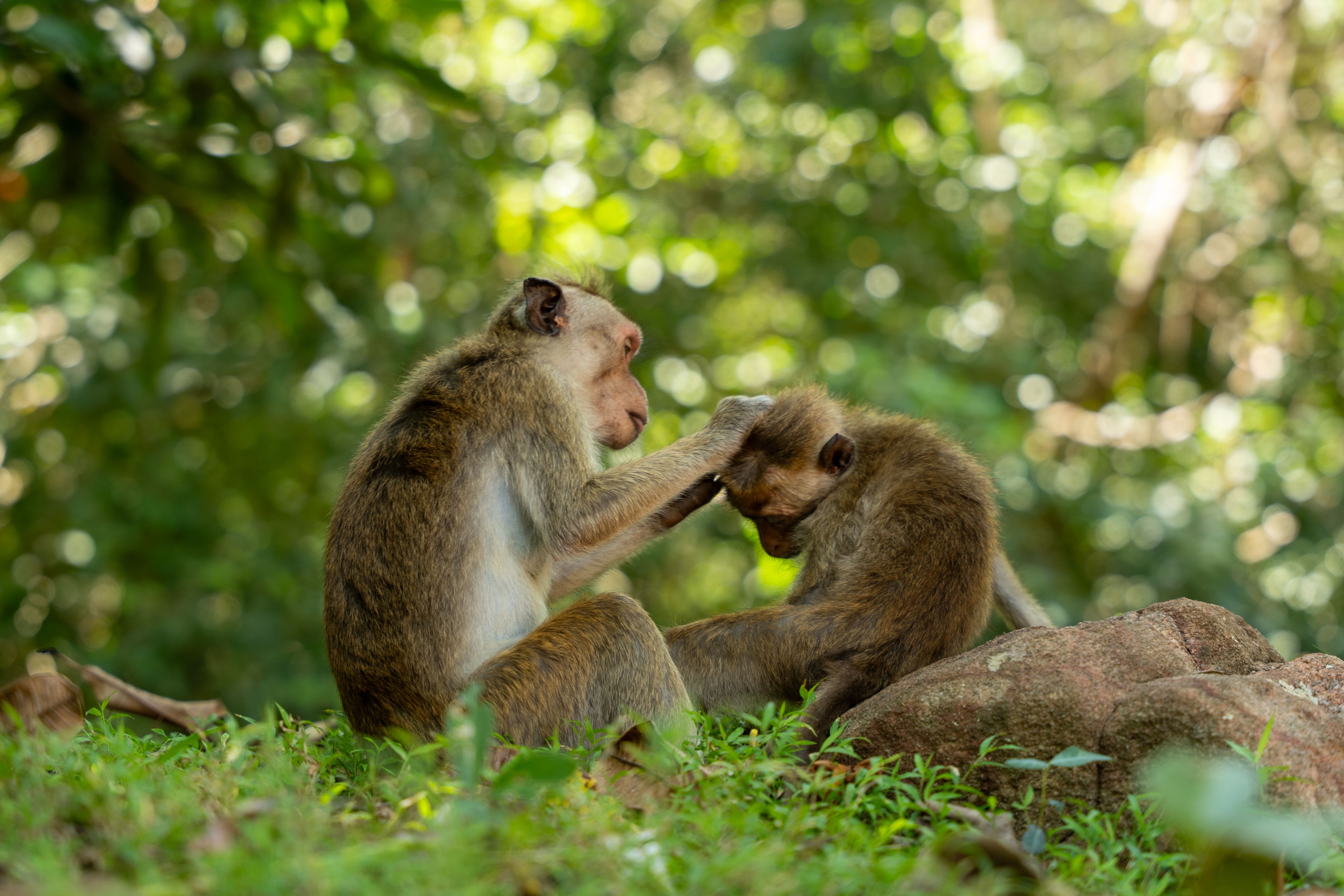 Monkeys in a Jungle · Free Stock Photo