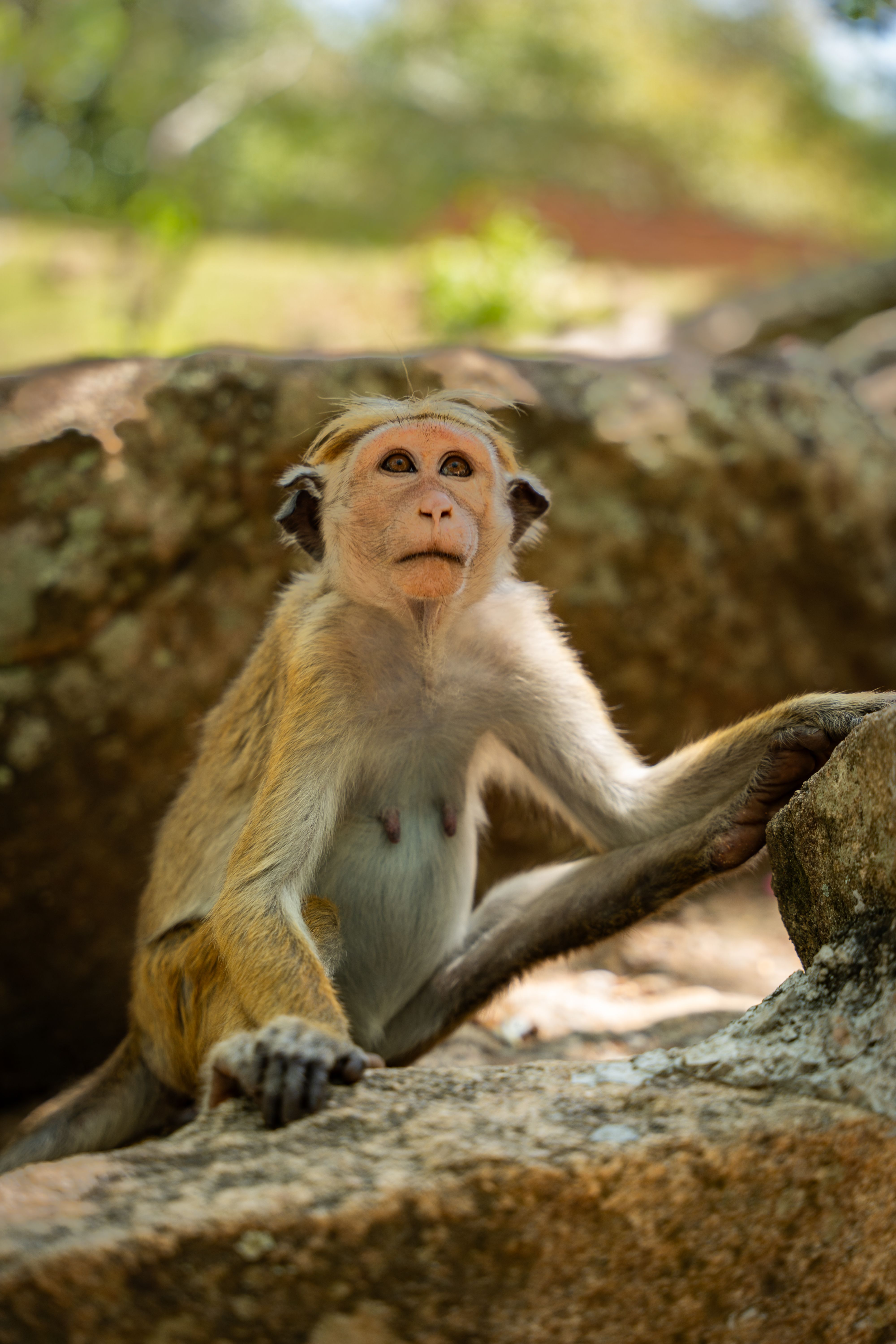 Monkey Among Rocks · Free Stock Photo